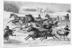 Trotters on the Snow by Anonymous