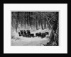 New York - The Shakers at Lebanon Enjoying A Sleigh Ride by Anonymous