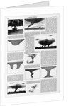 Magazine Illustrations of Tornadoes and Cyclones Published in Harper's Weekly by Anonymous