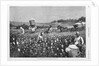 In a cotton field by Horace Bradley