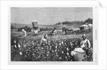 In a cotton field by Horace Bradley