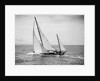 Diamond Head Yacht During a Race by Anonymous