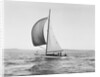 A Sailboat Running with Its Spinnaker Up by Anonymous
