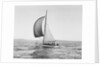 A Sailboat Running with Its Spinnaker Up by Anonymous