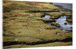 Marsh on Clew Bay by Anonymous