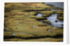 Marsh on Clew Bay by Anonymous