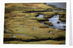 Marsh on Clew Bay by Anonymous