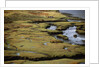 Marsh on Clew Bay by Anonymous