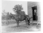 Blacksmith Shoeing a Horse by Anonymous