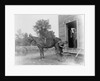 Blacksmith Shoeing a Horse by Anonymous