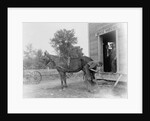 Blacksmith Shoeing a Horse by Anonymous