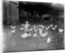 Girl Feeding Chickens by Anonymous