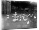 Girl Feeding Chickens by Anonymous