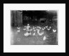 Girl Feeding Chickens by Anonymous