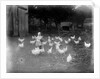 Girl Feeding Chickens by Anonymous