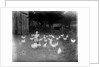 Girl Feeding Chickens by Anonymous
