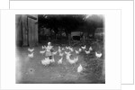 Girl Feeding Chickens by Anonymous