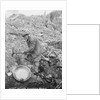 Elderly Miner Named "Daddy" by Anonymous