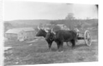 Farmer on Ox Cart by Anonymous