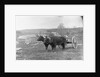 Farmer on Ox Cart by Anonymous