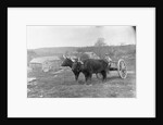 Farmer on Ox Cart by Anonymous