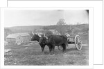 Farmer on Ox Cart by Anonymous
