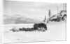 Horses and Sledge in the Klondike by Anonymous