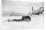 Horses and Sledge in the Klondike by Anonymous