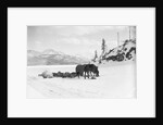 Horses and Sledge in the Klondike by Anonymous