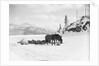 Horses and Sledge in the Klondike by Anonymous