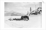 Horses and Sledge in the Klondike by Anonymous