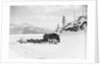Horses and Sledge in the Klondike by Anonymous