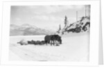 Horses and Sledge in the Klondike by Anonymous