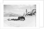 Horses and Sledge in the Klondike by Anonymous