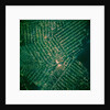 Brazilian Agricultural Fields from Space by Anonymous