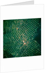 Brazilian Agricultural Fields from Space by Anonymous