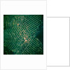 Brazilian Agricultural Fields from Space by Anonymous