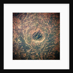 Indian Forest Preserve From Space by Anonymous