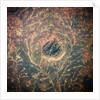 Indian Forest Preserve From Space by Anonymous
