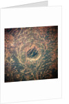 Indian Forest Preserve From Space by Anonymous