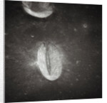 Oval Crater on the Moon by Anonymous
