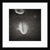 Oval Crater on the Moon by Anonymous