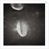 Oval Crater on the Moon by Anonymous