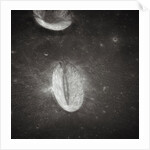 Oval Crater on the Moon by Anonymous