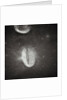 Oval Crater on the Moon by Anonymous