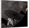 Cart and Antenna Shadow on the Moon by Anonymous
