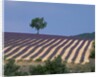 Fields of Lavender in Provence, France by Anonymous