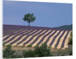 Fields of Lavender in Provence, France by Anonymous