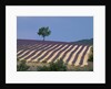 Fields of Lavender in Provence, France by Anonymous