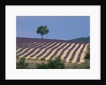 Fields of Lavender in Provence, France by Anonymous
